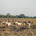 Image (7)