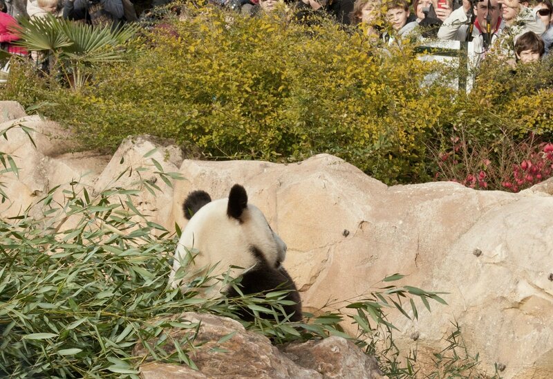 115-Panda Geant