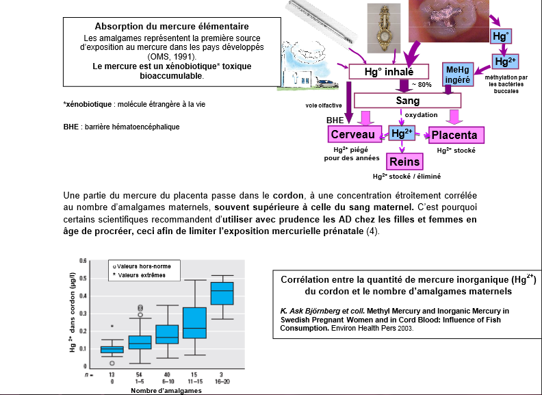 impregnation placentaire