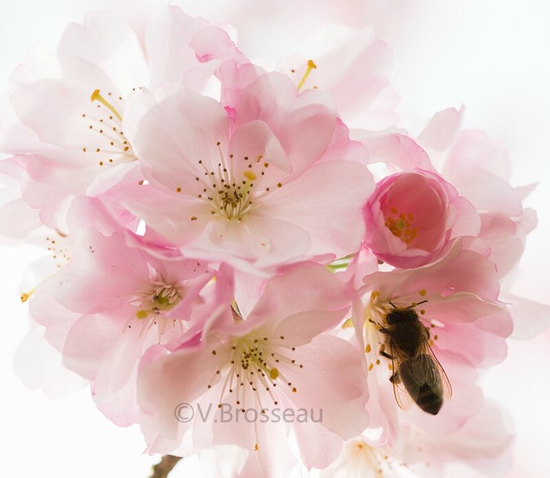 abeille15-03