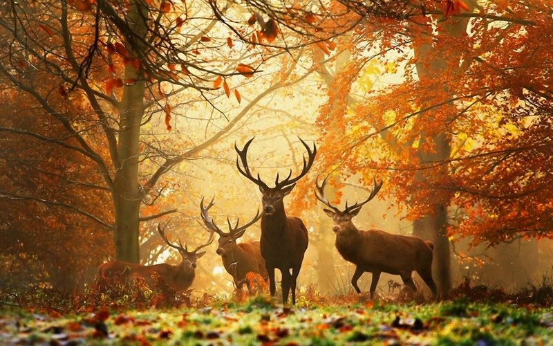 fond-ecran-nature-paysages-automne-2013-070