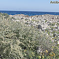 Arroche marine