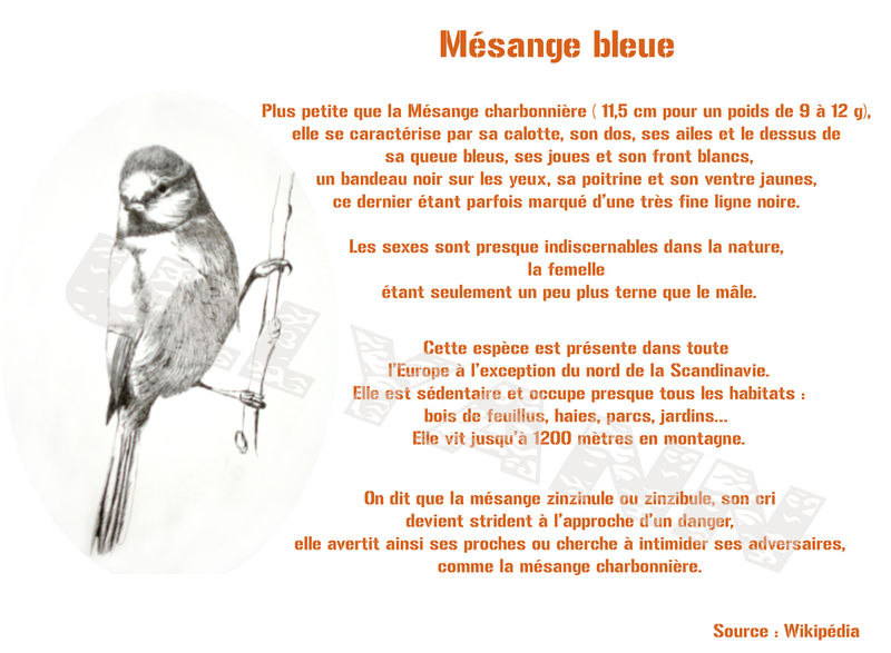 Un Petit Poisson Un Petit Oiseau Ullyann