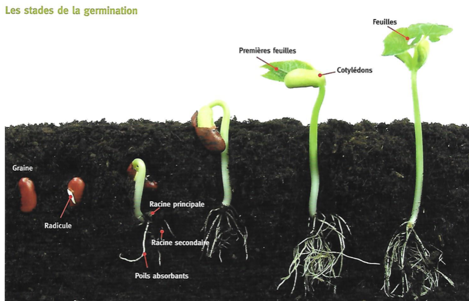 Les étapes De La Germination Maternelle Semaine 6 des GS - début - Blog de la maternelle Jean Jaurès de Vitry