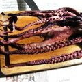 Civet aux tentacules de calamar de humboldt