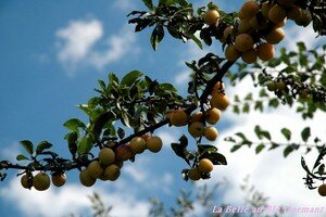 Le temps des mirabelles (2)  tarte aux mirabelles, sans blé, sans lait