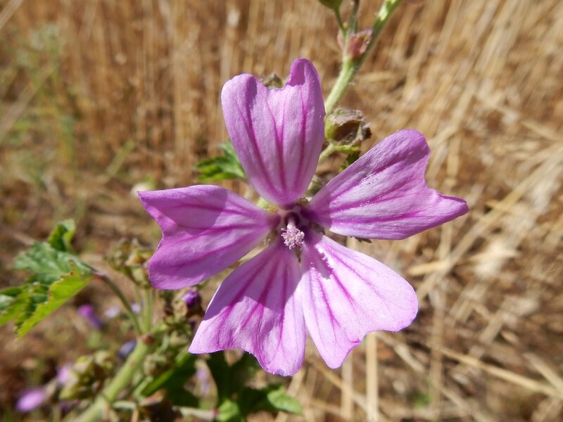 16 Oléron (7)