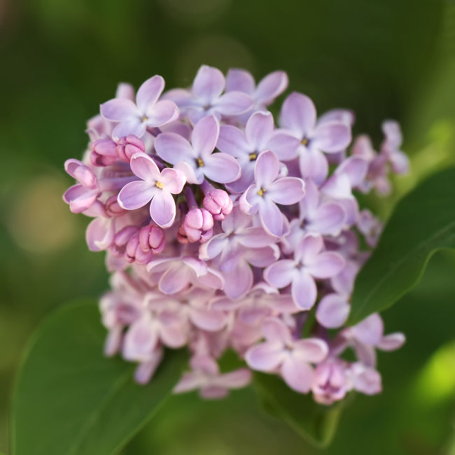 lilasrosecarre_8417f
