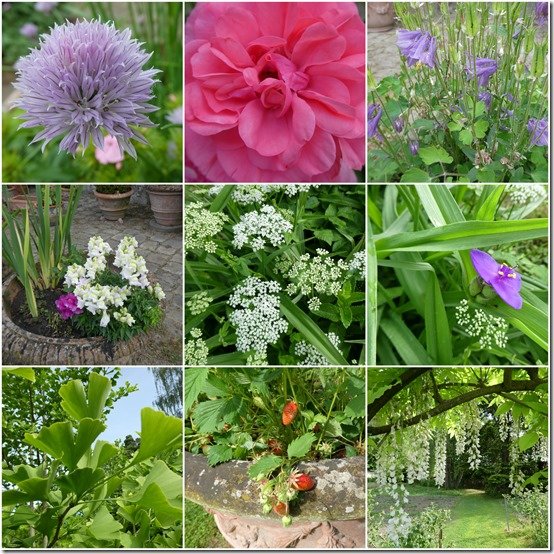 jardin 21 mai 20225