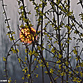 Quand le soleil se lève sur le forsythia de mon jardin.... 