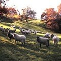 moutons à Saint-Saturnin
