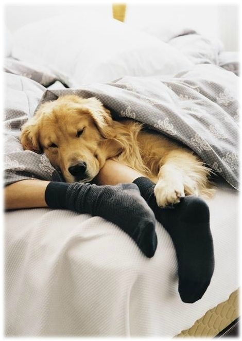 hiver chien