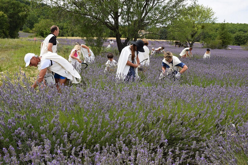 fête de la lavande2
