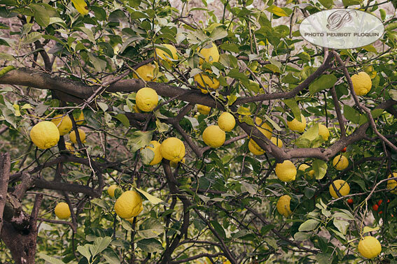 CITRONNIER_DE_MENTON_Citrus_limon