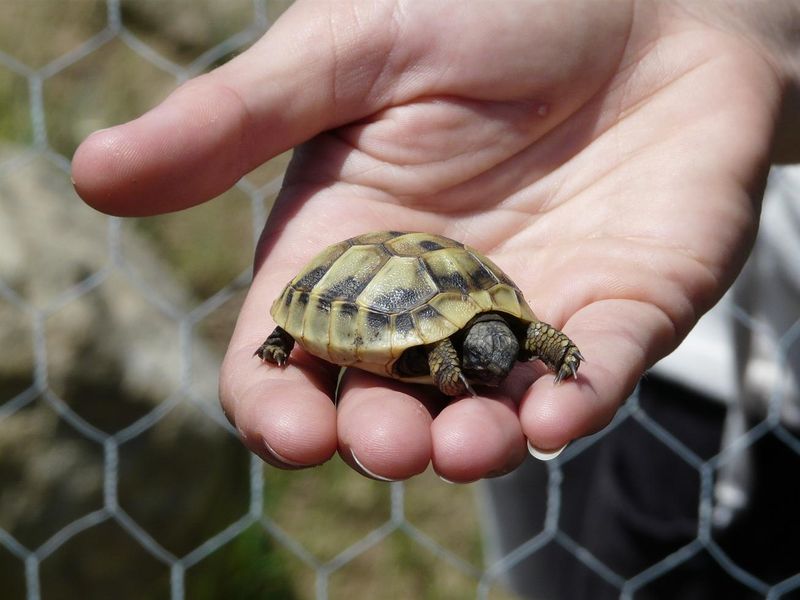 Bebe Tortue D Hermann Photo De 6 Argeles Sur Mer Ete 09 Flo Sous L Eau