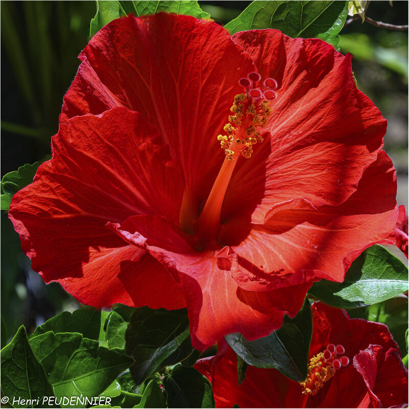 Z20_0642-FS
