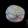 Fleur de navet #2