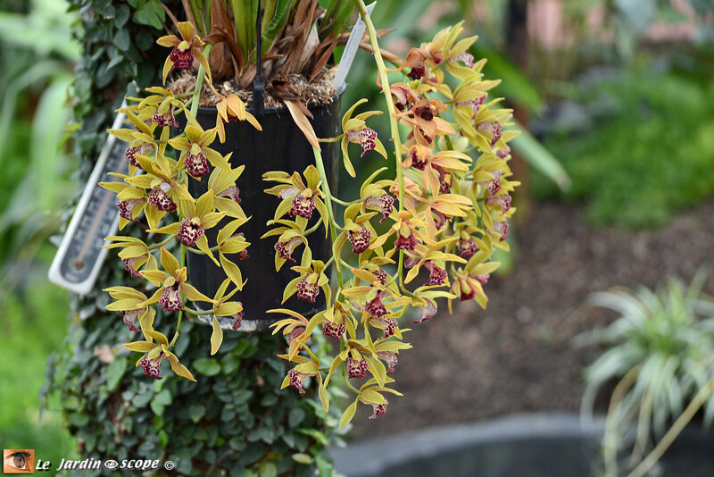 PAT_9246 Orchidées 2019 Orléans