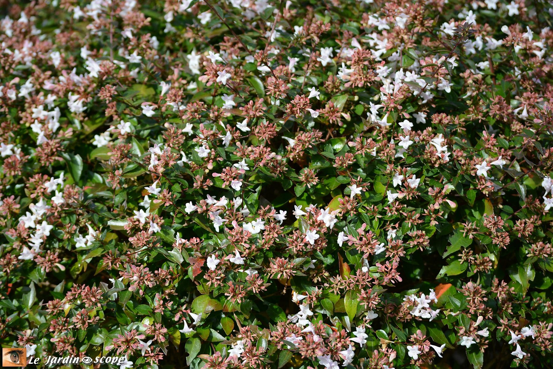 Des petites clochettes roses jusqu'à l'automne - Le JardinOscope, toute la  flore et la faune de nos parcs et jardins