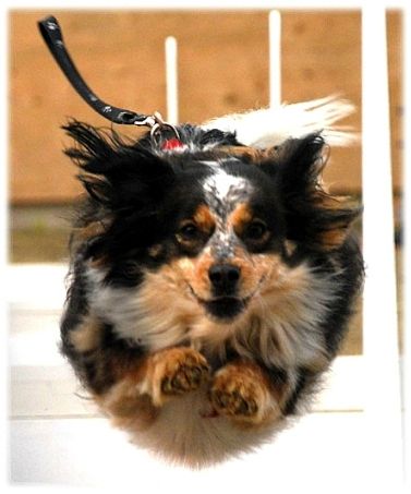 flyball (3)