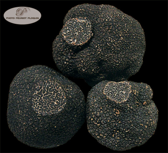 TRUFFES_NOIRES_Tuber_melanosporum_canifees
