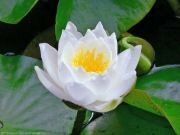 nenuphar_blanc