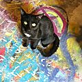 Son chat au milieu de ses peintures