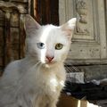 Cat of istanbul