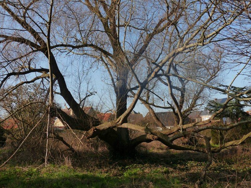 P1590415