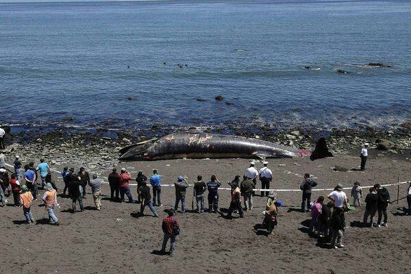 whale-found-dead-in-chile