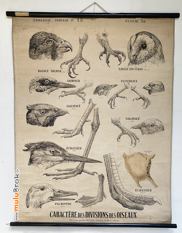 AFFICHE-DEYROLLE-1-OISEAUX-muluBrok