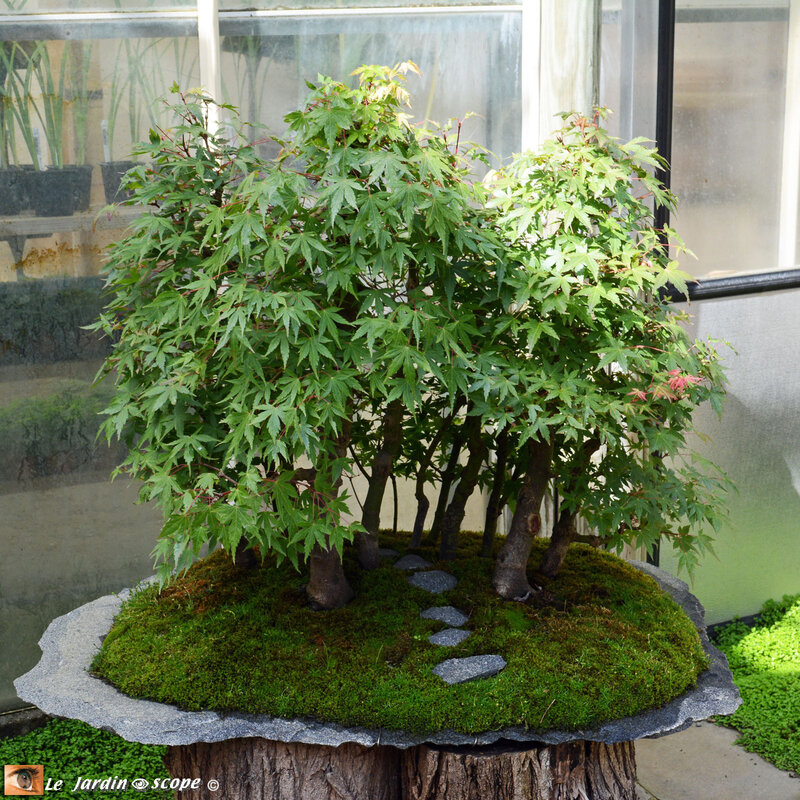 PAT_0980-Bonsai