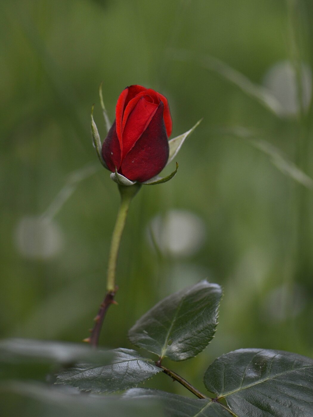 Rose rouge bouton 20-05-16 - Photo de 2-FLEURS - Les Roses de Jean-Pierre