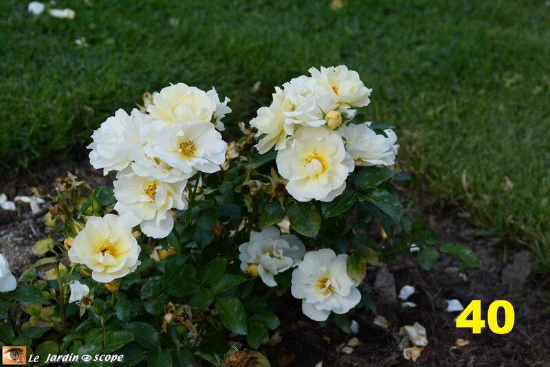 40-Concours international de roses d'Orléans 2016