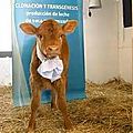 Une vache clonée qui produit du lait humain
