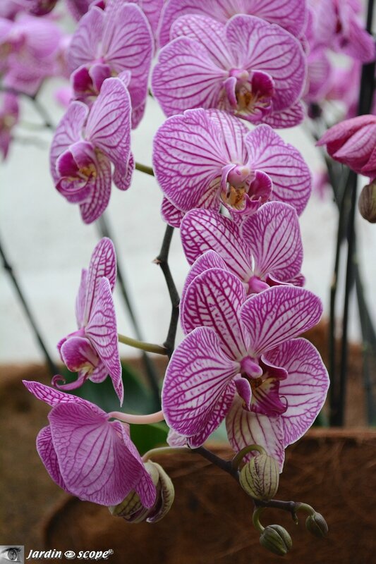 Orchidée-280