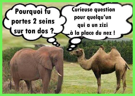 Un Peu De Nature Et D Animaux En Humour Bienvenue Chez Le Veteran