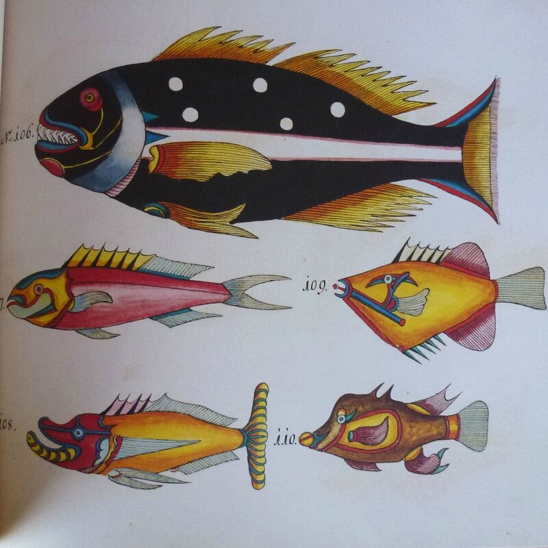 poissons tropicaux 5