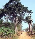 IRO4