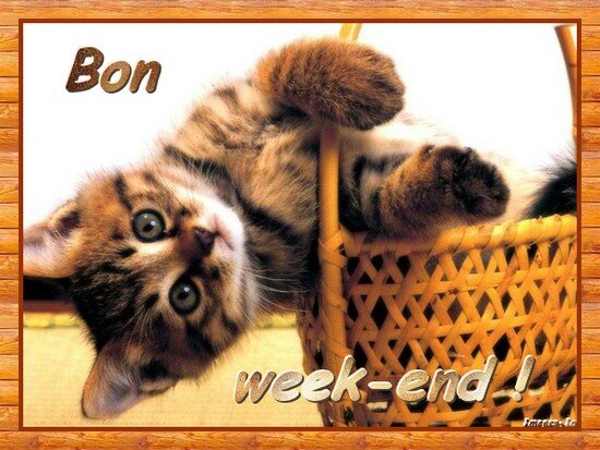 Bon Week End Mes Chatons Les Penelopes Du Csa