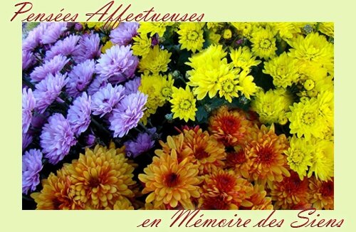 chrysanthemes