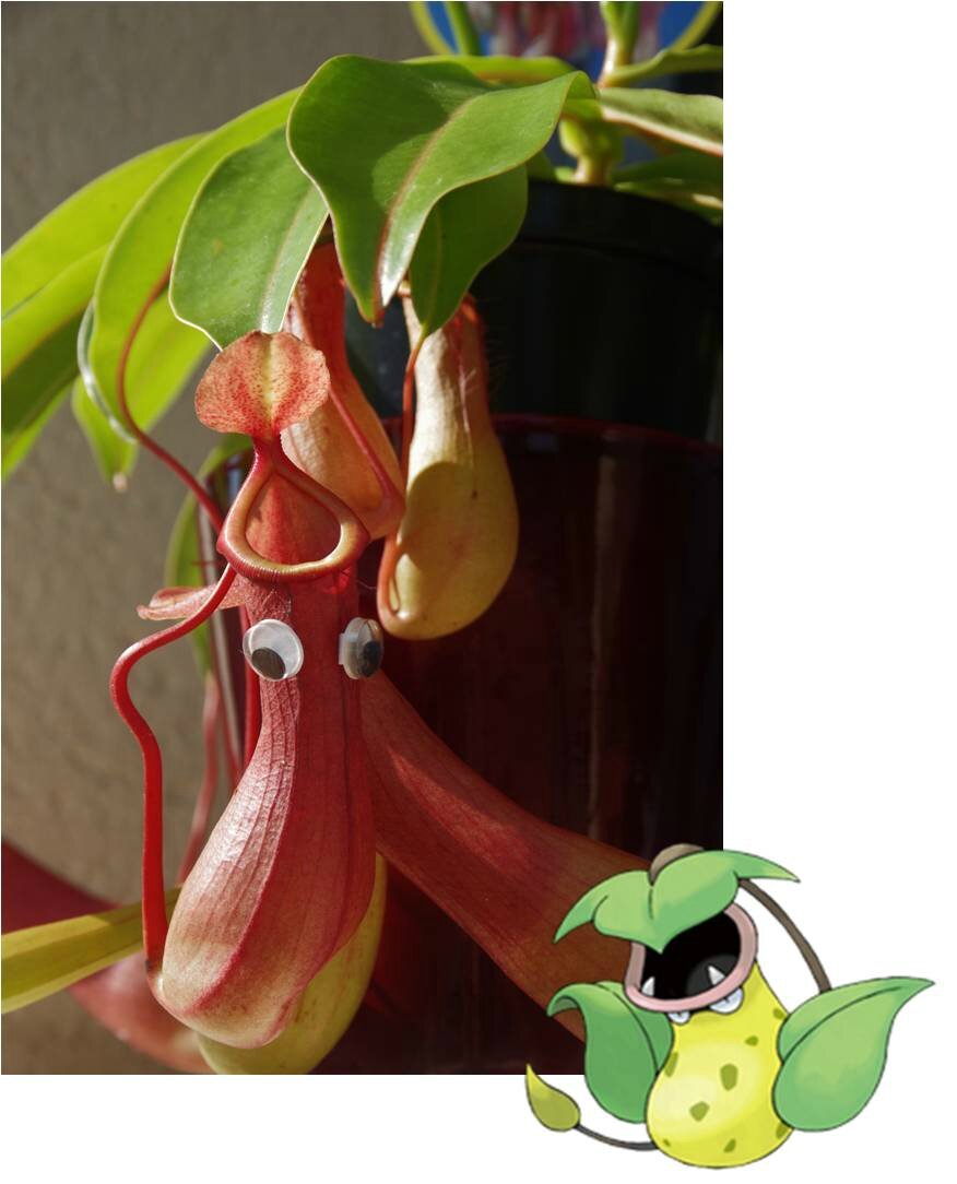 P12 Mon Petit Coin De Jardin Ou Comment Debuter Son Elevage Pokemon Les Bricoles De Micro Blog De Loisirs Creatifs Et Diy Pour Tous P12 Mon Petit Coin De Jardin Ou Comment Debuter Son Elevage Pokemon Les Bricoles De Micro Blog De Loisirs Creatifs Et Diy Pour Tous