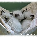 chatdrole