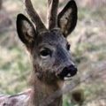 Chevreuil, Capreolus capreolus