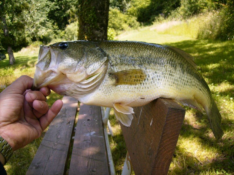 Poisson Sea Bass En Francais at Caryn Teets blog