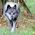 Loup Noir de l'Ouest canadien - Canis lupus occidentalis (3)