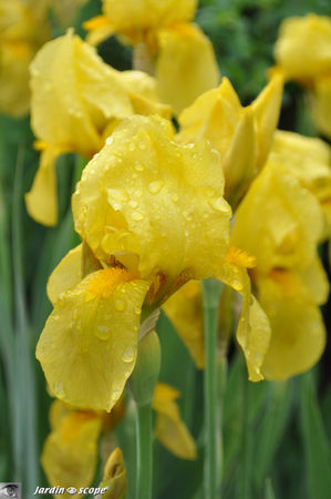 Iris_lemon