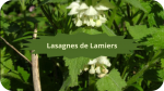 6 LAMIERS(3)Lasagnes de Lamiers-modified