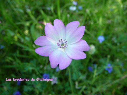 Petite Fleur Rose Et Blanche Photo De Fleurs Les