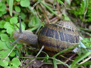 Caracol_snail_Galicia